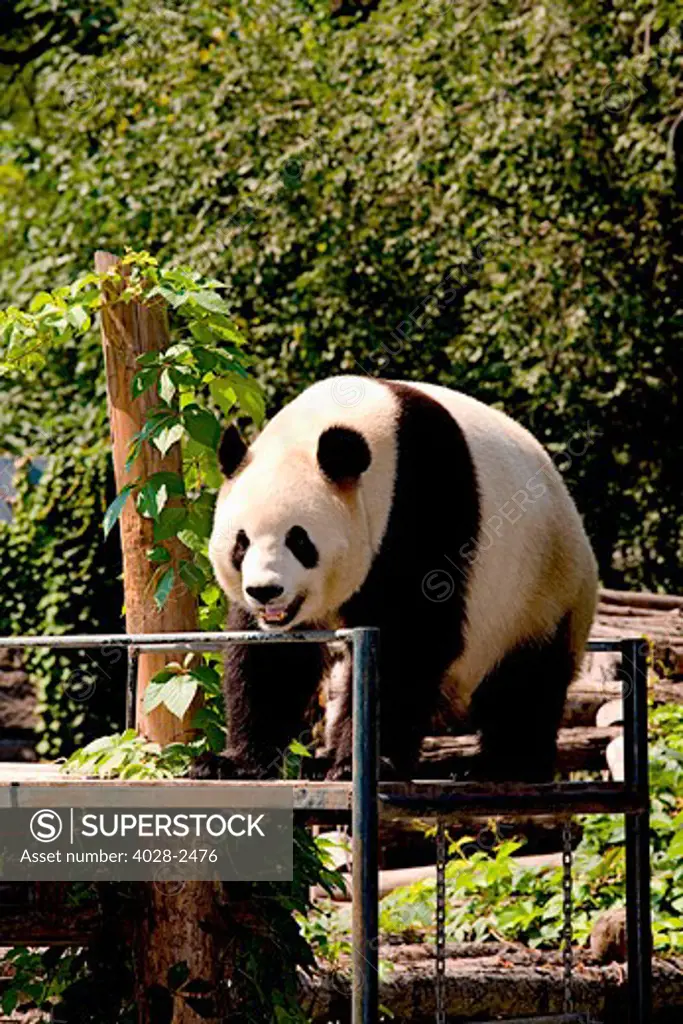 China, Beijing, Beijing Exhibition Center, Beijing Zoo, Giant Panda exercising.