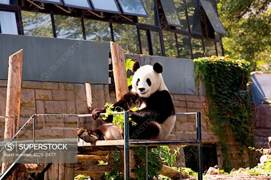 China, Beijing, Beijing Exhibition Center, Beijing Zoo, Giant Panda in outdoor enclosure.