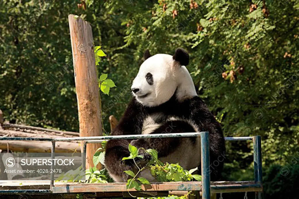 China, Beijing, Beijing Exhibition Center, Beijing Zoo, Giant Panda in outdoor enclosure.