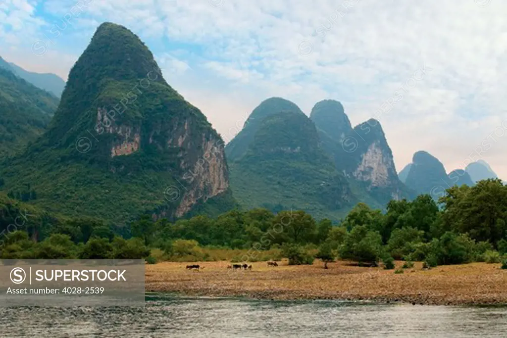 China, Guilin, Li River, Water Buffalo grazing along the River with it's dramatic mountains.