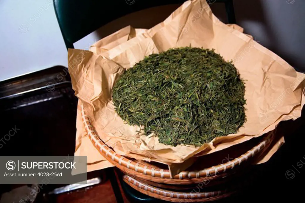 China, Hangzhou, Tea Plantation, A tray of fresh picked and dried green tea leaves ready to consume.