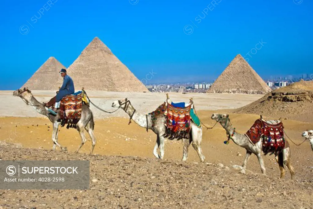Egypt, Cairo, Giza, a caravan of camels in front of the great pyramids.