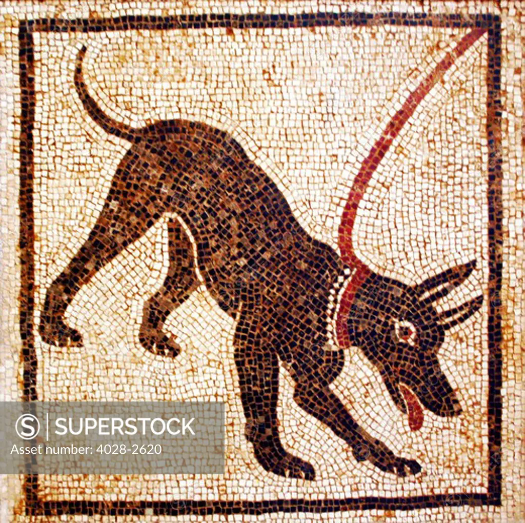 Tile Mosaic of a dog on a leash from Pompeii at the National Archaeological Museum (museo archeologico nazionale) in Naples, Italy