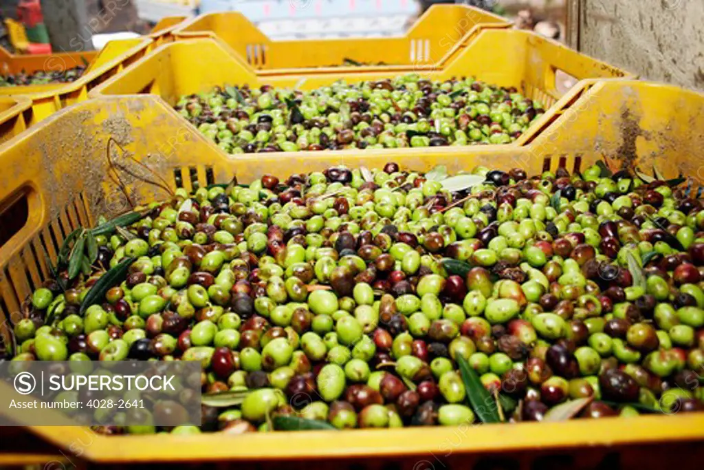 Italy, Sorrento, Mediterranean area, Campania, buckets of freshly picked Olives