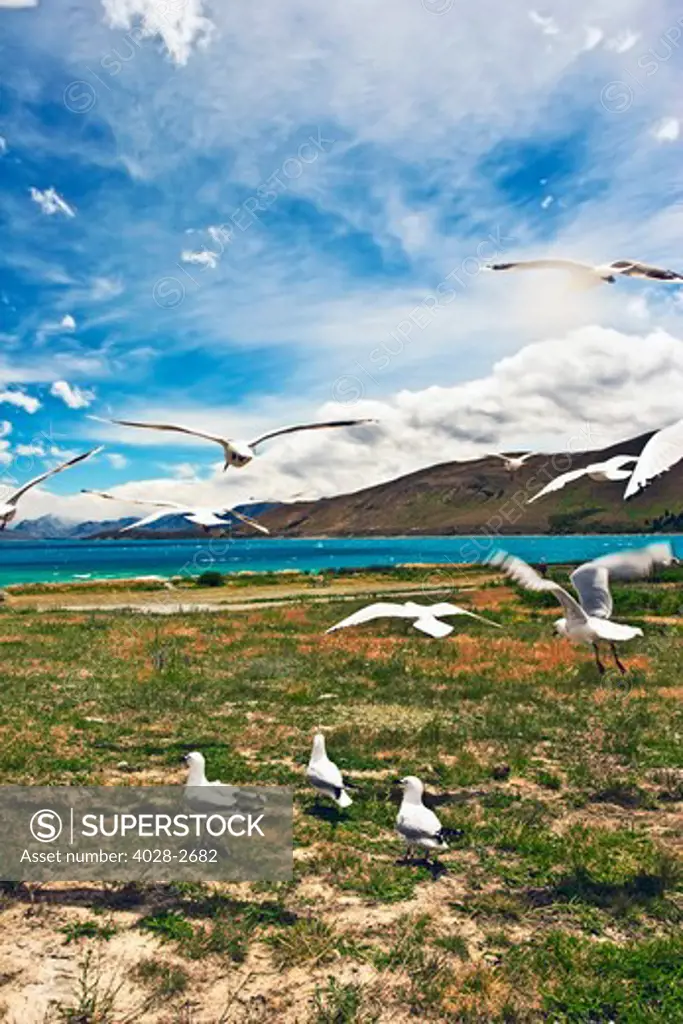 New Zealand, South Island, Oceania, Canterbury, Seagulls glide over the Coastal landscape along the shores of Lake Tekapo, with the Two Thumb range and Mount Cook