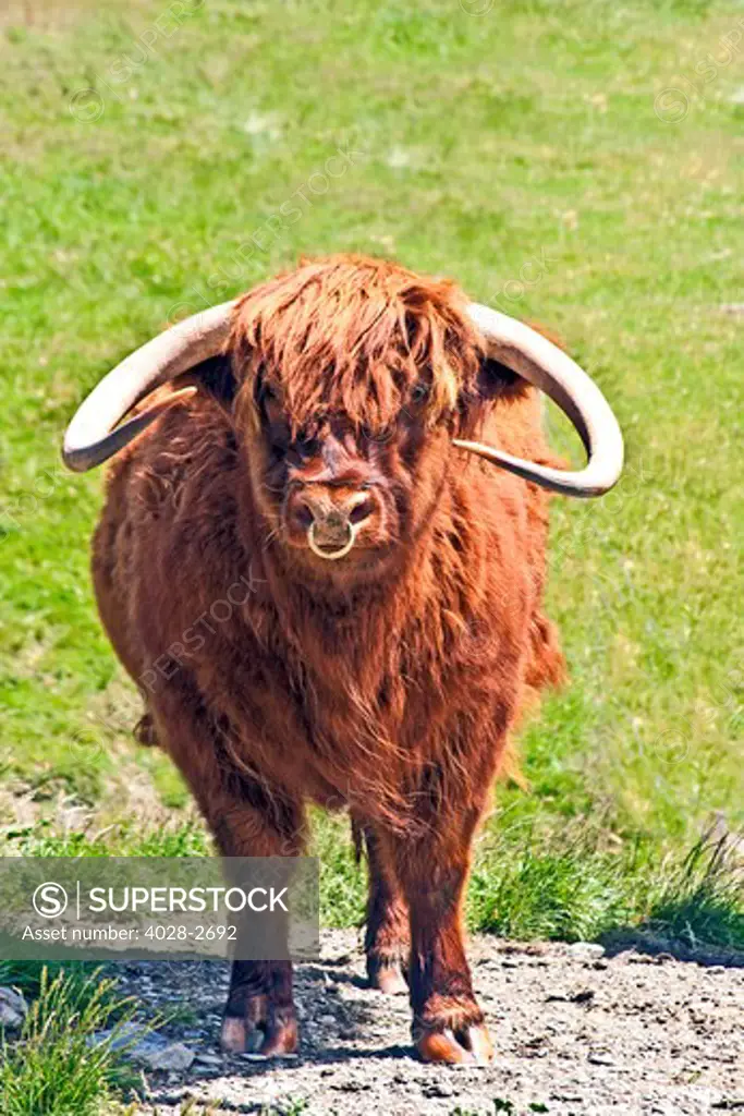 Highland cow (Bos taurus, Glen Nevis, Fort William region in Scotland, Great Britain