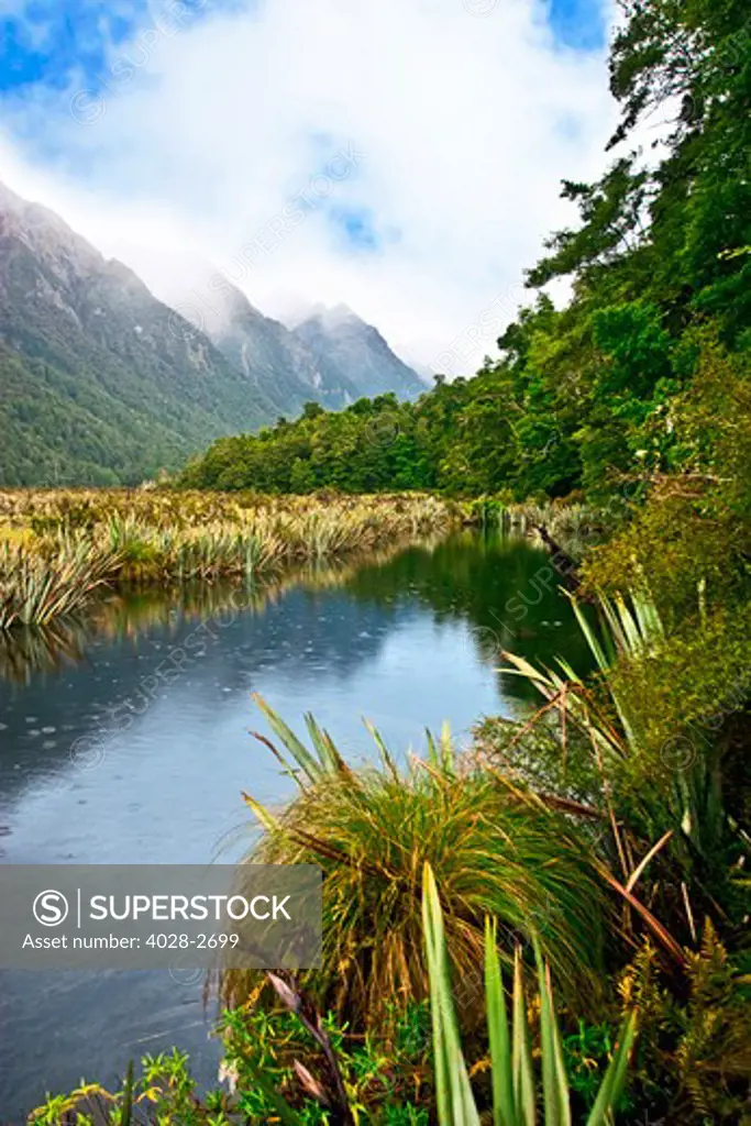Milford Sound, Fiordland National Park, New Zealand, primeval forest, ponds and lakes along the Milford Sound Trail, South Island.