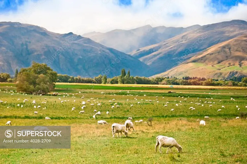 Sheep grazing in the Rees River valley near Glenorchy at northern tip of Lake Wakatipu in scenic area of west Otago, South Island, New Zealand