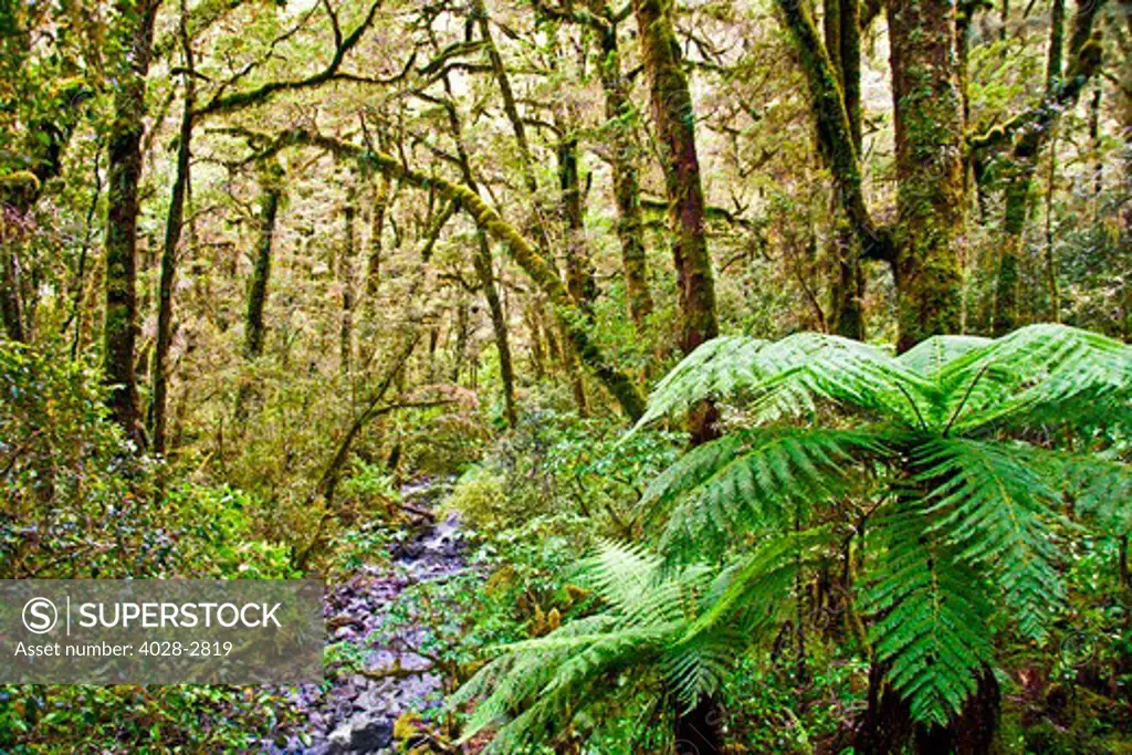 Milford Sound, Fiordland National Park, New Zealand, the primeval forest of Milford Sound