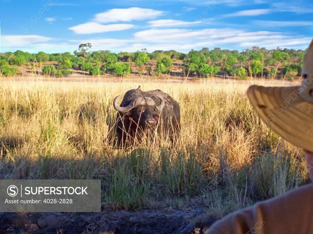 Botswana; Chobe National Park, Africa, an African Cape Buffalo (Syncerus Caffer) watching and being watched