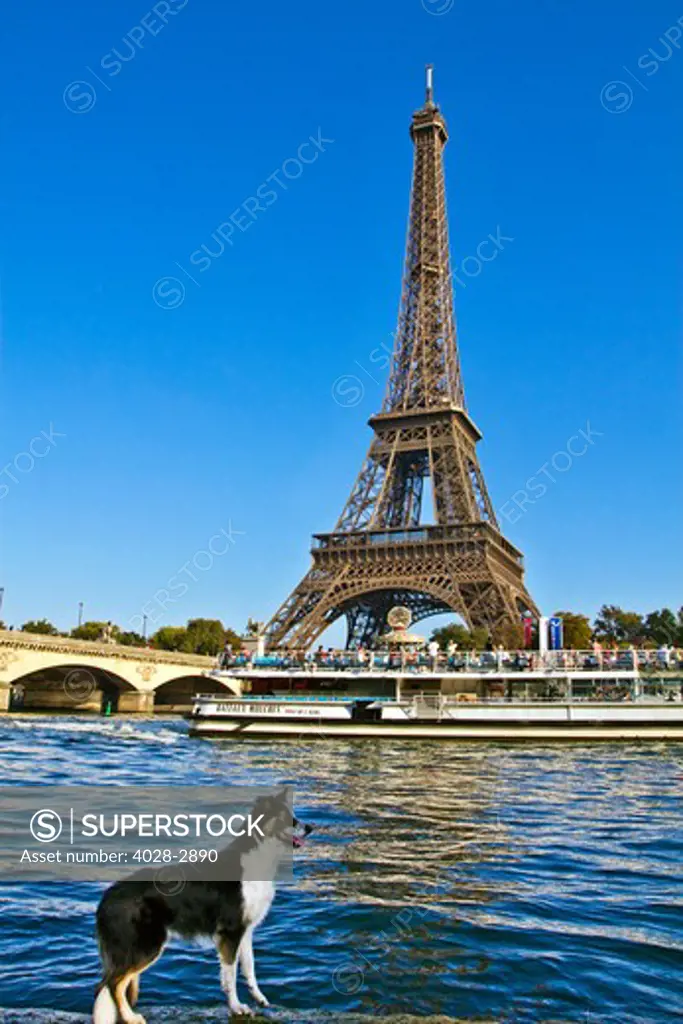 Paris, ile-de-France, France, a tourist sight seeing boat passes underneath the Pont D'Lena bridge on the Seine River by a dog and the Eiffel Tower (Tour Eiffel)