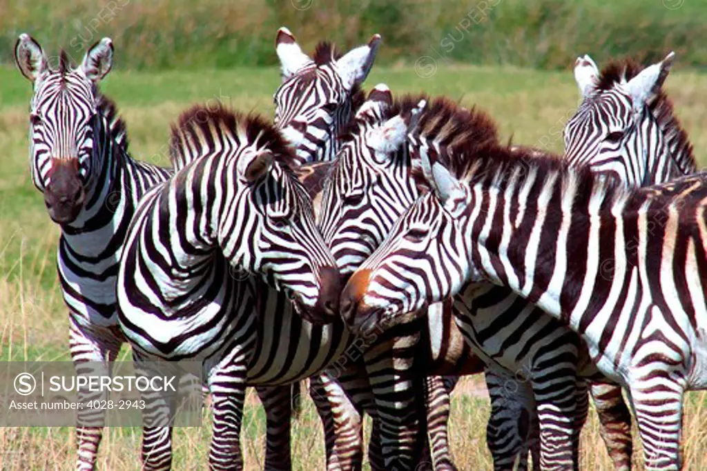 Ngorongoro Crater, Tanzania, a dazzle of Burchell's Zebra (Equus burchellii) nuzzle