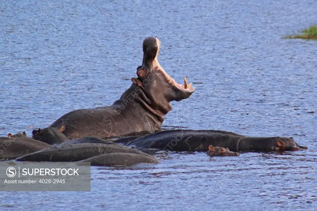 Hippopotamus (Hippopotamus Amphibius) yawning in the Chobe River in Chobe National Park in Botswana.