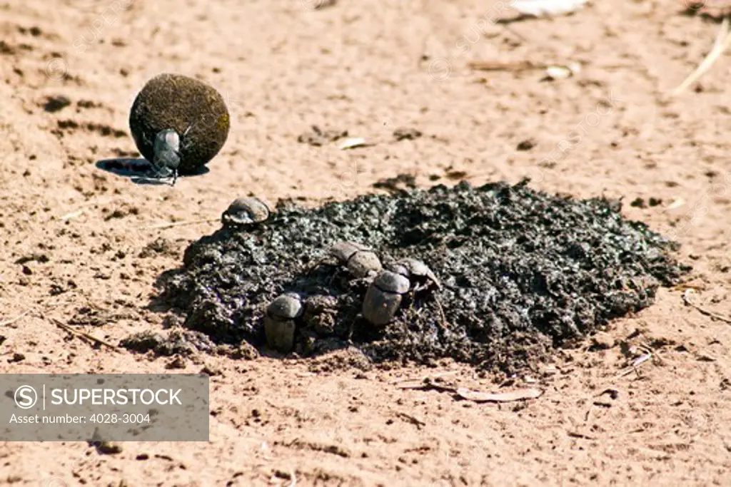 Dung beetle rolling a dung ball, Kruger National Park, South Africa, Africa.
