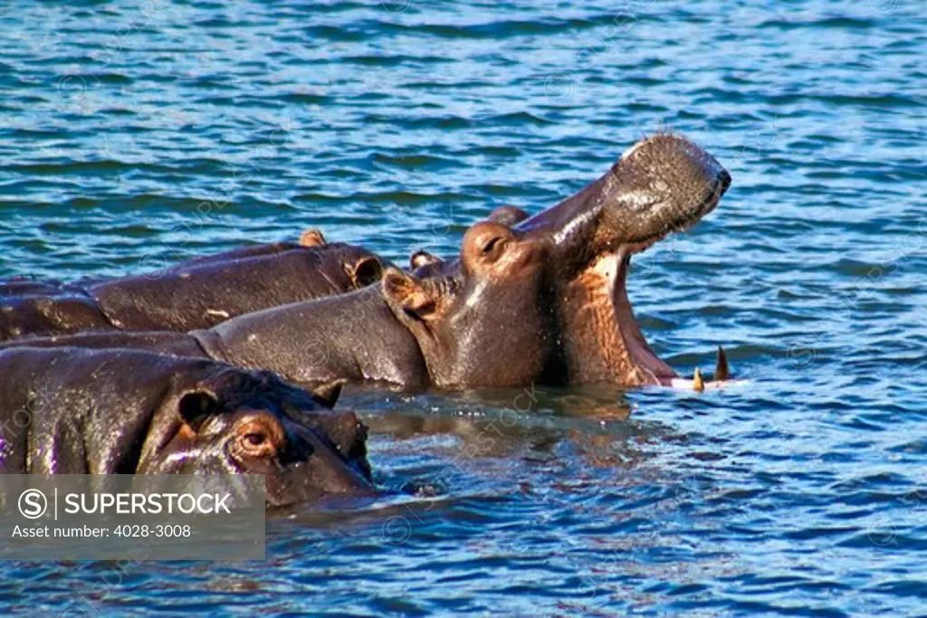 Hippopotamus (Hippopotamus Amphibius) yawning in the Chobe River in Chobe National Park in Botswana.