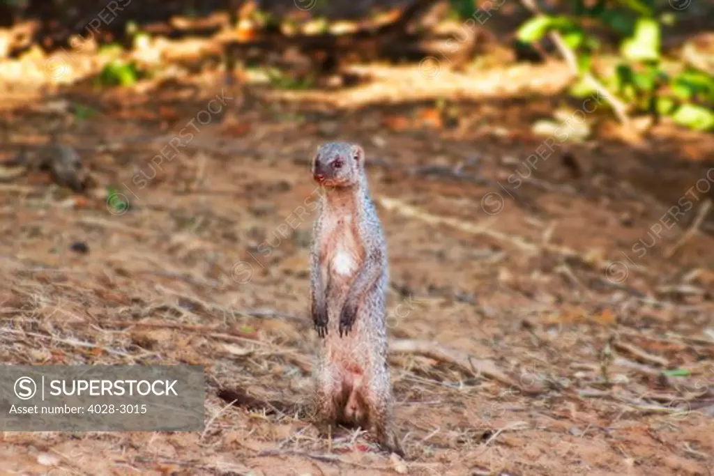 Banded mongoose (Mungos mungo), stands at alert in Chobe National Park, Botswana, Africa.