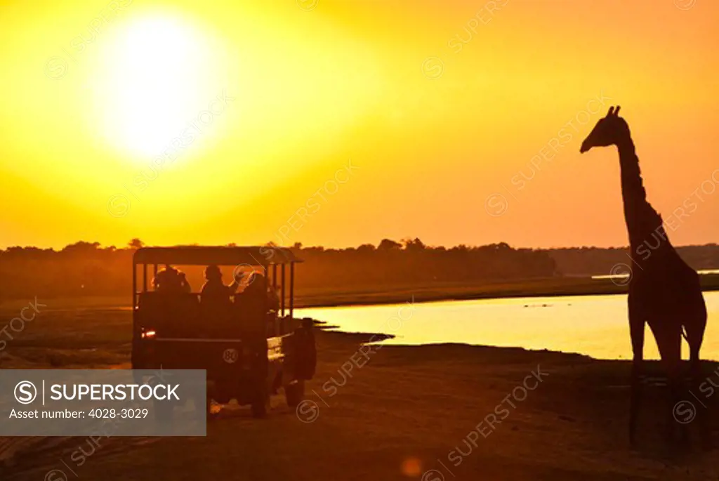 Silhouette of tourists in a safari jeep as they watch a Giraffe (Giraffa camelopardalis) along the Chobe River delta in Chobe National Park, Botswana, Africa