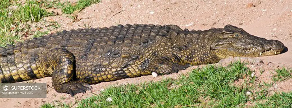 Panaramic close-up of an African crocodile (Crocodylus niloticus) in Chobe National Park, Botswana