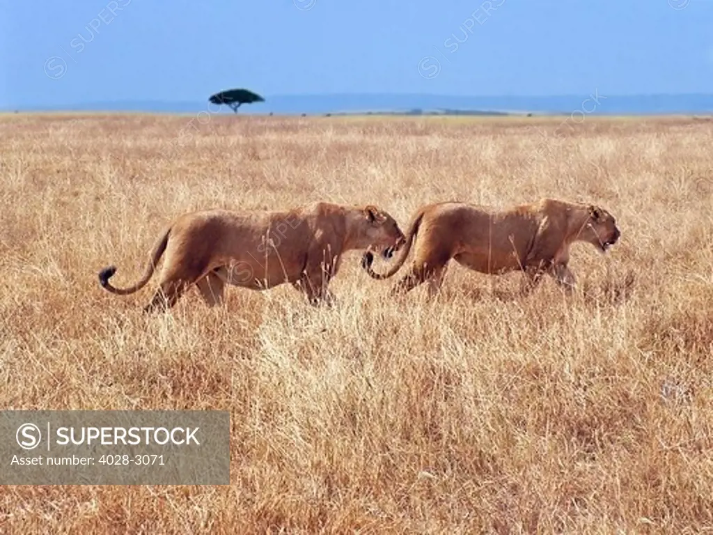 Alert Lionesses (Panthera leo) prowl on the open plains of Ngorongoro Crater National Park, Tanzania, Africa