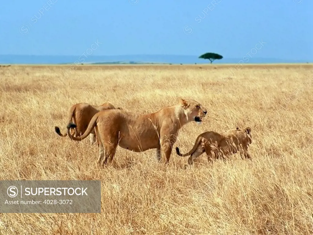 Alert Lionesses (Panthera leo) with a cub on the open plains of Ngorongoro Crater National Park, Tanzania, Africa