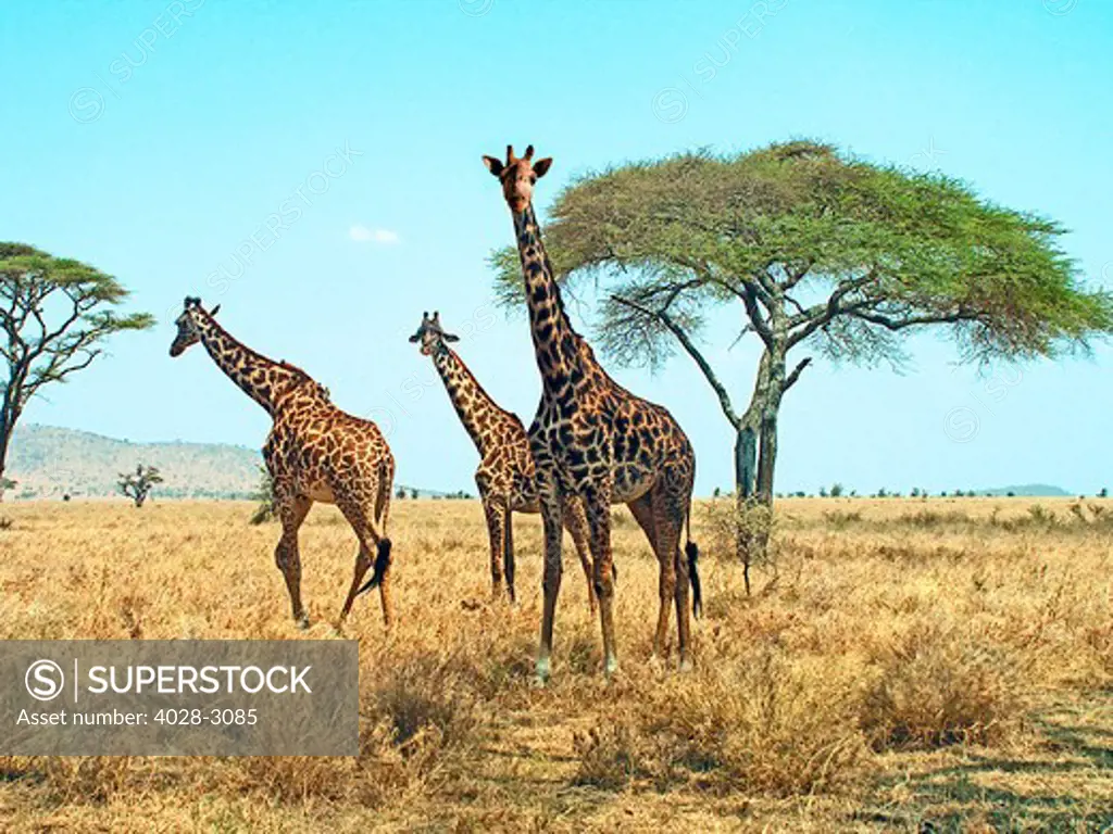 Masai giraffe (Giraffa camelopardalis tippelskirchi), in Ngorongoro crater, Tanzania, Ngorongoro National Park