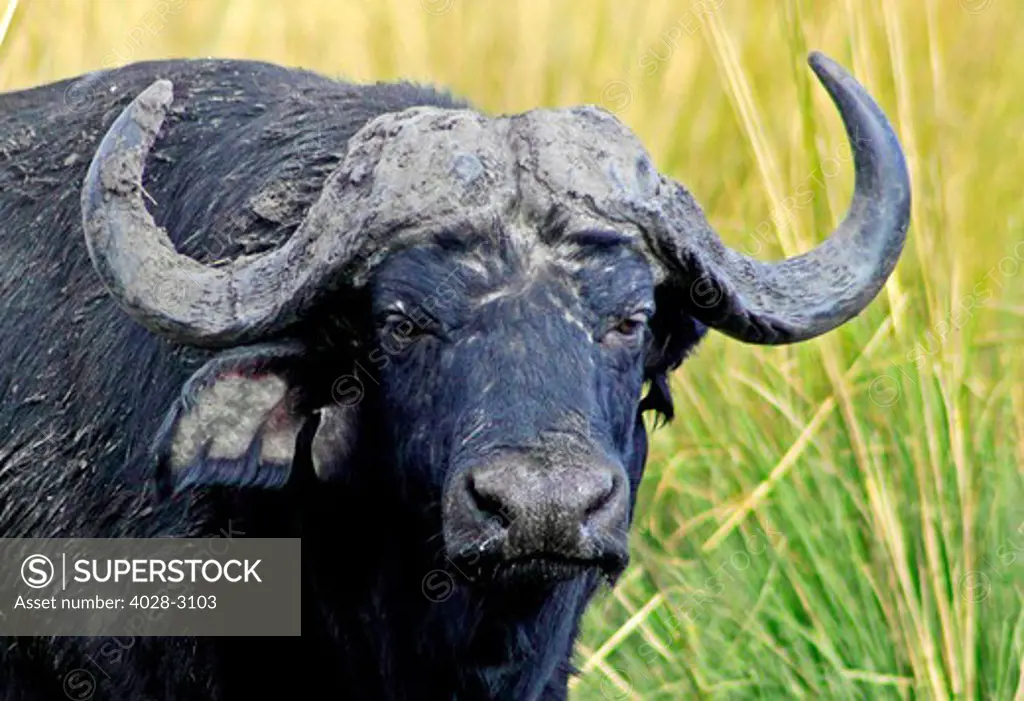 Close-up of a Cape Water Buffalo (Syncerus caffer) at the water's edge in Chobe National Park, Botswana, Africa