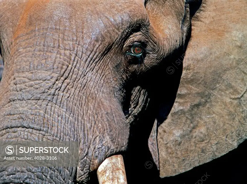 Close up of a large bull African Elephant (Loxodonta africana), Ngorongoro Crater National Park, Tanzania Africa