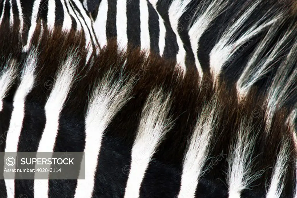 Close up portrait of a Plains Zebra (Equus quagga), Ngorongoro Crater, Tanzania, Africa