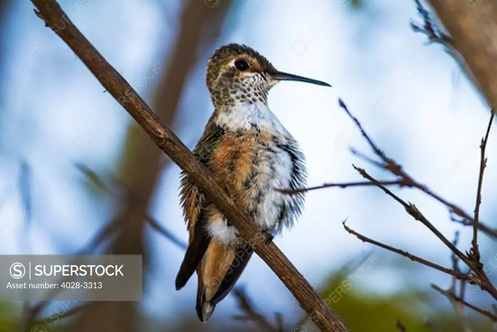 Huntington Beach, California, USA Rufous hummingbird (Selaphorus Rufus) a chick looks out while sitting on a twig of a Coral Tree