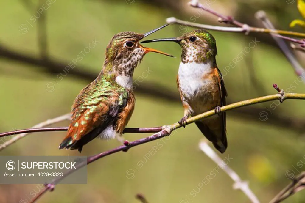 Huntington Beach, California, USA Rufous hummingbird (Selaphorus Rufus) an adult feeds her nearly grown chick while sitting on a twig of a Coral Tree