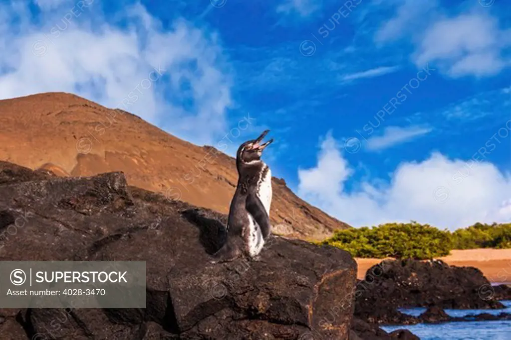 Endangered Galapagos penguin (Spheniscus mendiculus) calls out for its mate on the rocky coastline of the Galapagos Islands in Ecuador