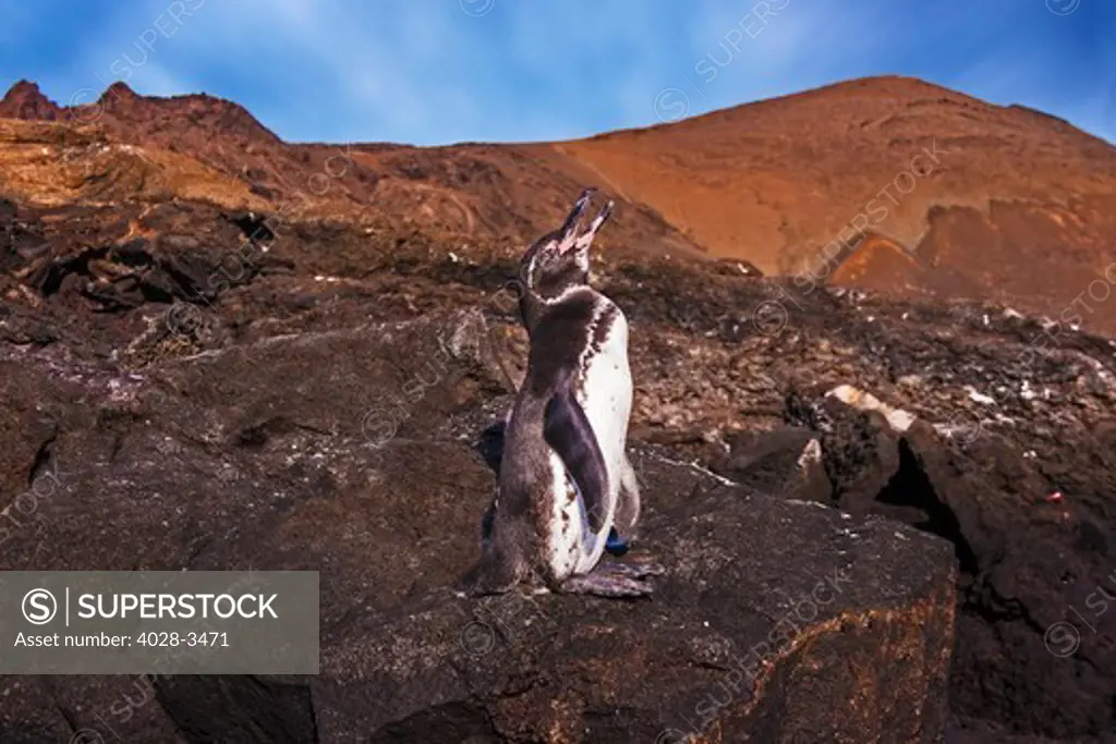 Endangered Galapagos penguin (Spheniscus mendiculus) calls out for its mate on the rocky coastline of the Galapagos Islands in Ecuador