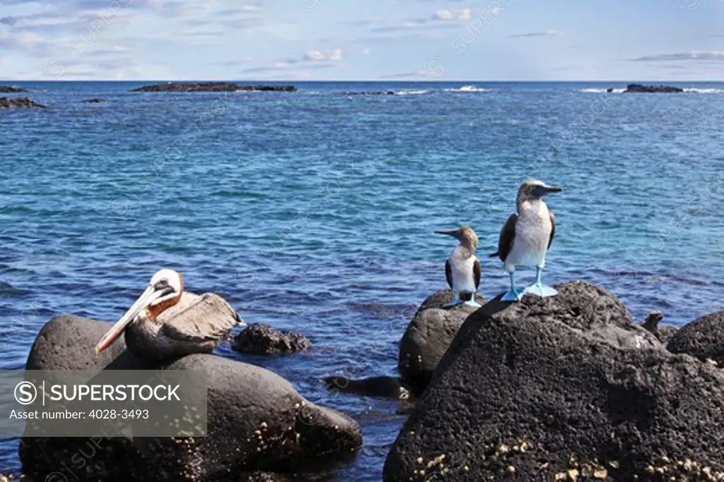 South America, Ecuador, Galapagos Islands, a pair of blue-footed boobies (Sula nebouxi) a Marine Iguana (Amblyrhynchus cristatus) and a Brown Pelican (Pelecanus occidentalis) perch on rocks along the coastline.