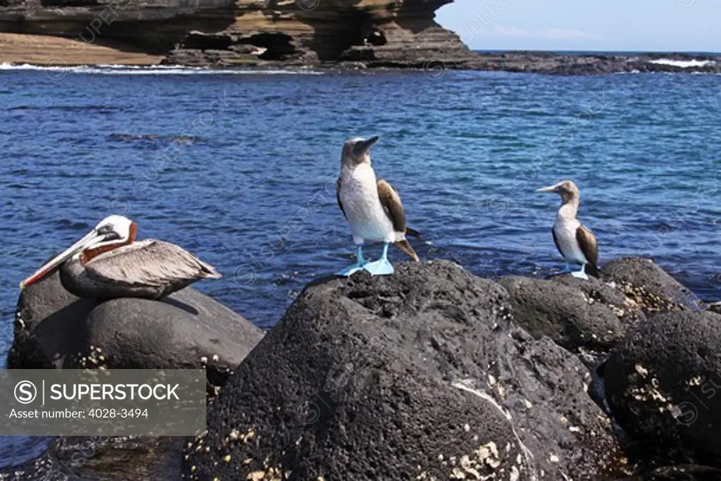 South America, Ecuador, Galapagos Islands, a pair of blue-footed boobies (Sula nebouxi) and a Brown Pelican (Pelecanus occidentalis) perch on rocks along the coastline.