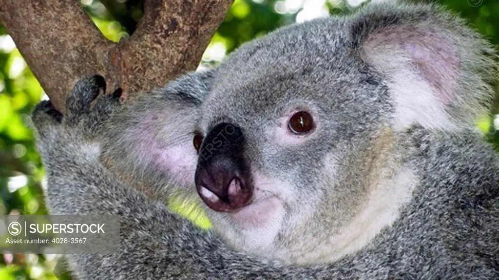 Australia, Queensland, Cairns, Close up of young Koala (Phascolarctos cinereus) in Eucalyptus tree