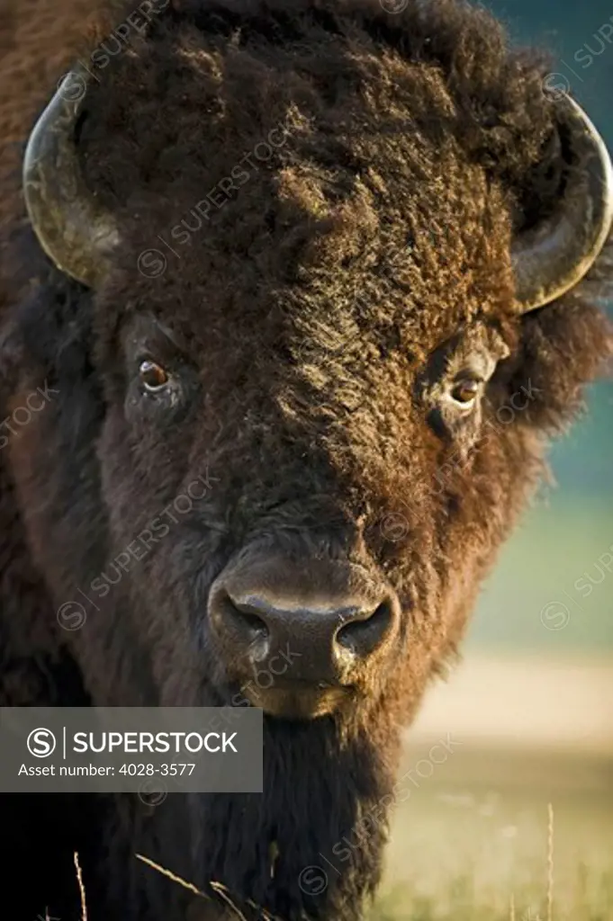 USA, Wyoming, Yellowstone National Park, close up of an American Bison (Bison bison) male, also known as an American Buffalo