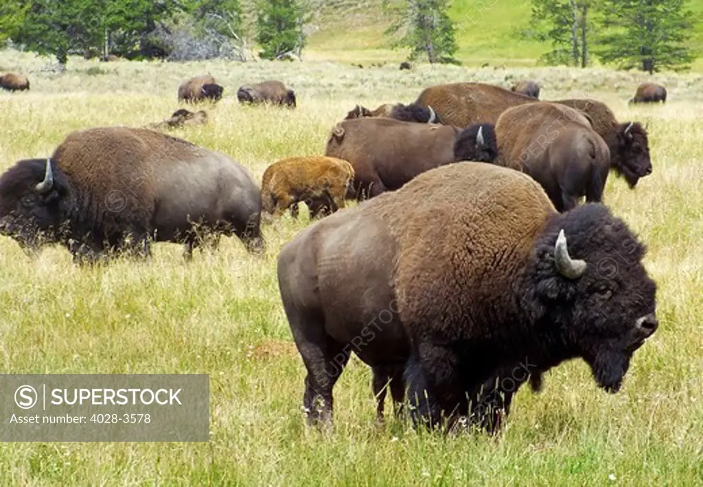 USA, Wyoming, Yellowstone National Park, an American Bison (Bison bison) herd also known as an American Buffalo
