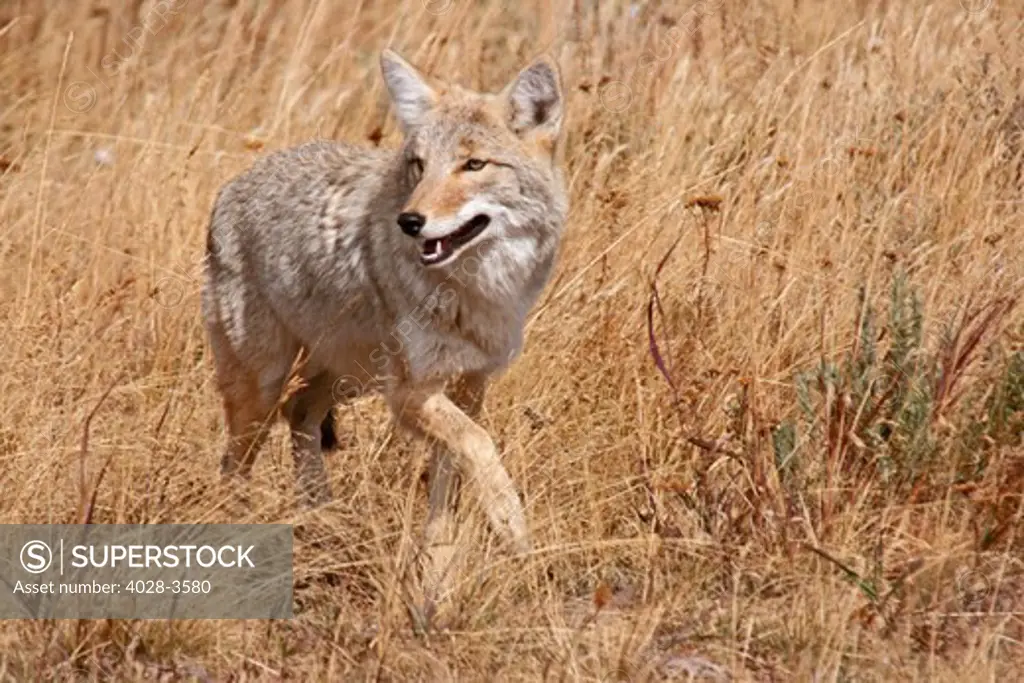 USA, Wyoming, Yellowstone National Park, close up of a coyote (Canis latrans), male