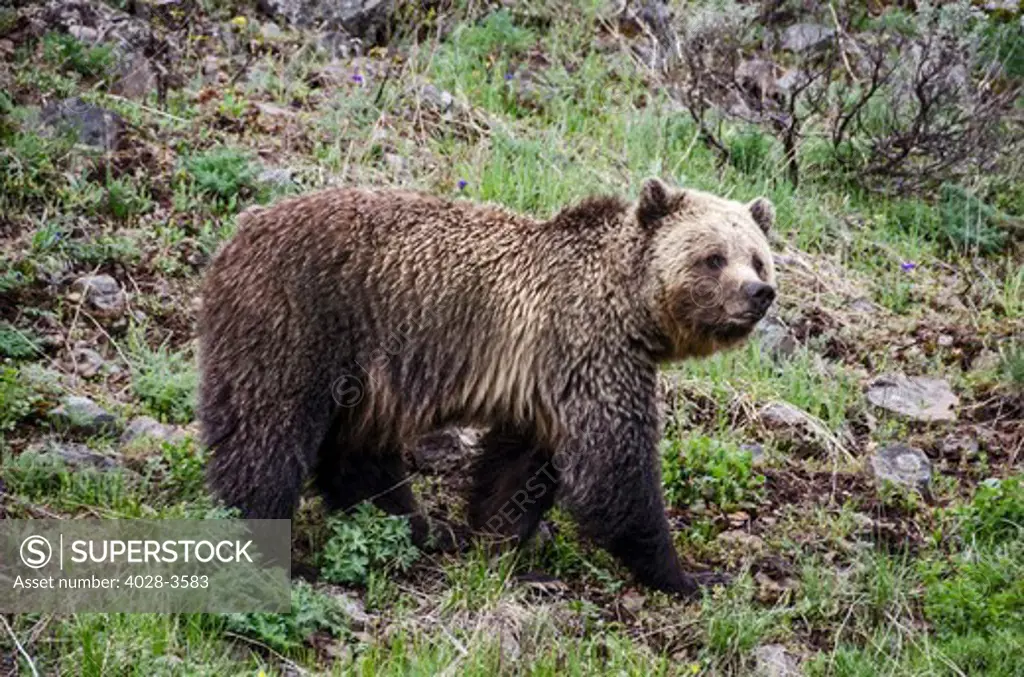 USA, Wyoming, Yellowstone National Park, close up of a Grizzly Bear (Ursus arctos horribilis) sow foraging
