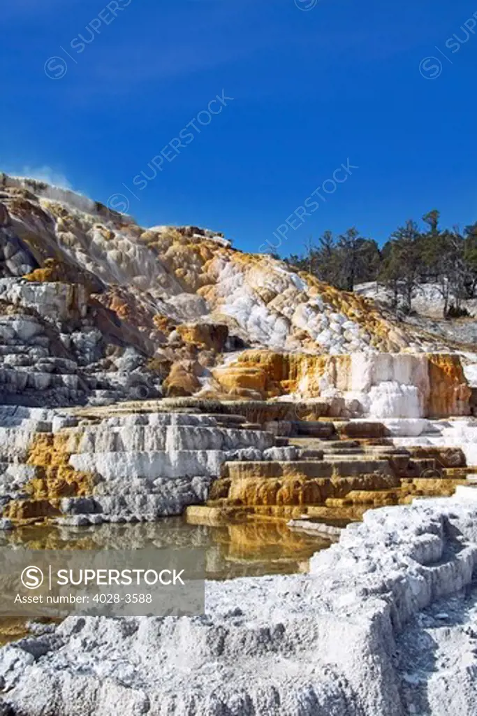 USA, Montana, Yellowstone National Park, Varying tones of white travertine and colorful thermal bacteria cascade down from the top of Minerva Terrace at Mammoth