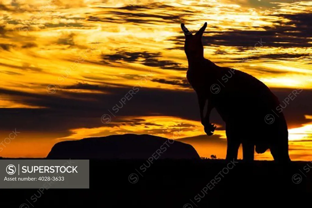 Australia, Northern Territory, NT, a Red Kangaroo (Macropus Rufus) Silhouette near the holy mountain of Uluru, Ayers Rock, Uluru-Kata Tjuta National Park at Sunset