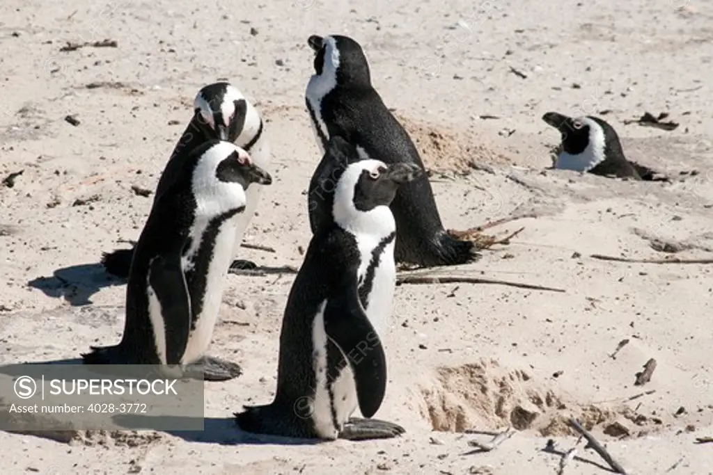 South Africa, Boulders Beach, Simon's Town, jackass penguin, African penguin, black-footed penguin (Spheniscus demersus) breeding colony