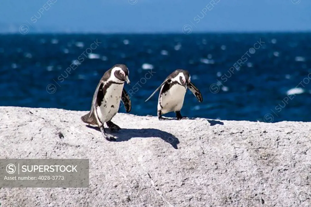 South Africa, Boulders Beach, Simon's Town, a pair of jackass penguin, African penguin, black-footed penguin (Spheniscus demersus) breeding colony