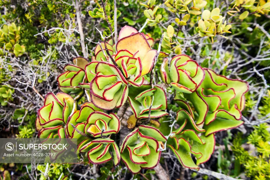 South Africa, The Cape of Good Hope, the the red edged Jade Plant (Crassula ovuta), native to South Africa