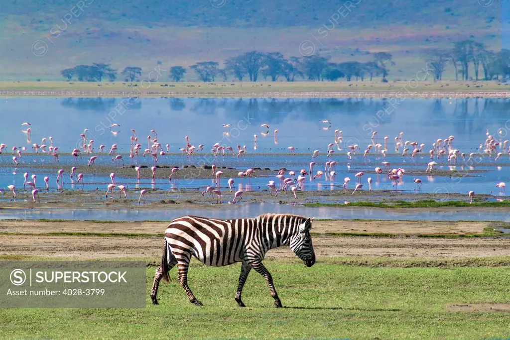 Tanzania, Ngorongoro Crater, a Burchell's Zebra (Equus burchellii) Walks in front of Lake Magadi filled with Lesser and Greater Flamingos (Phoenicopterus)