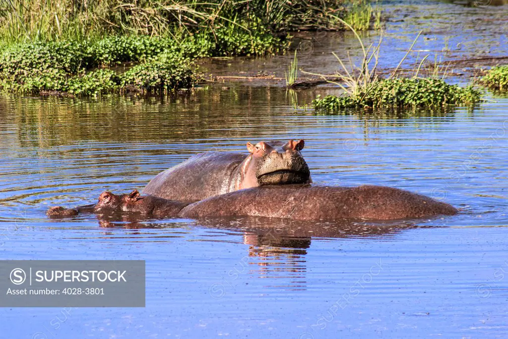 Tanzania, Ngorongoro Crater, two Hippopotamus; (Hippopotamus amphibius) in the water