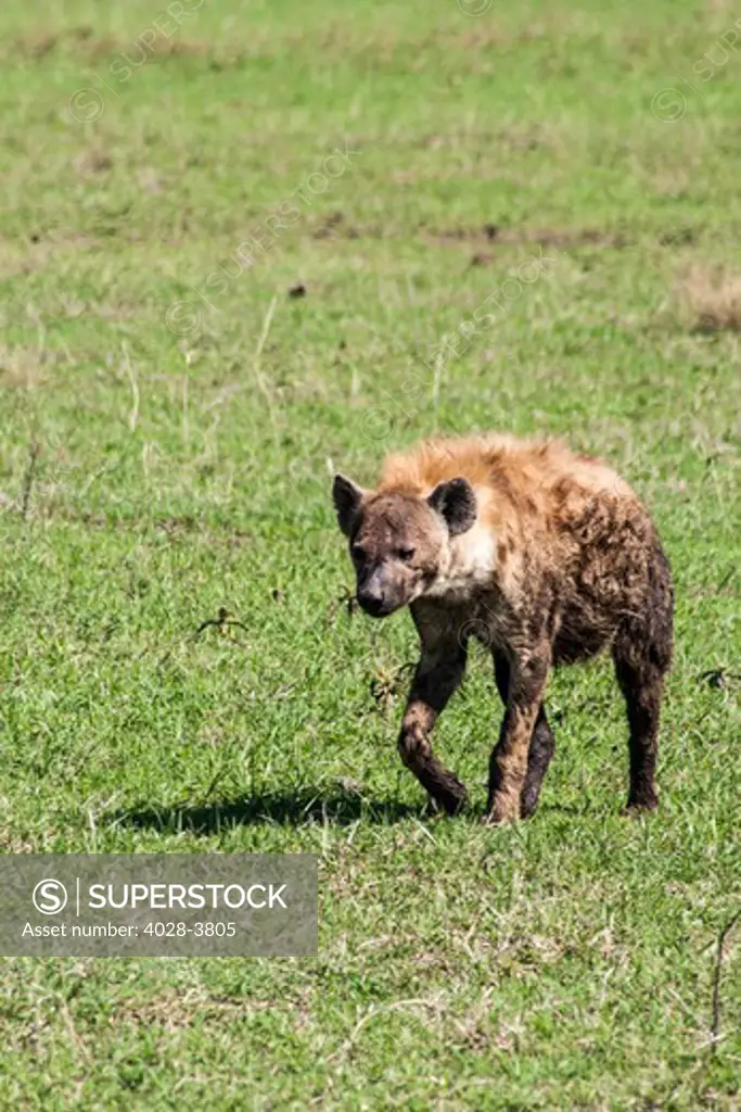 Tanzania, Ngorongoro National Park, A Spotted Hyena (Crocuta crocuta), dirty after stealiing a kill