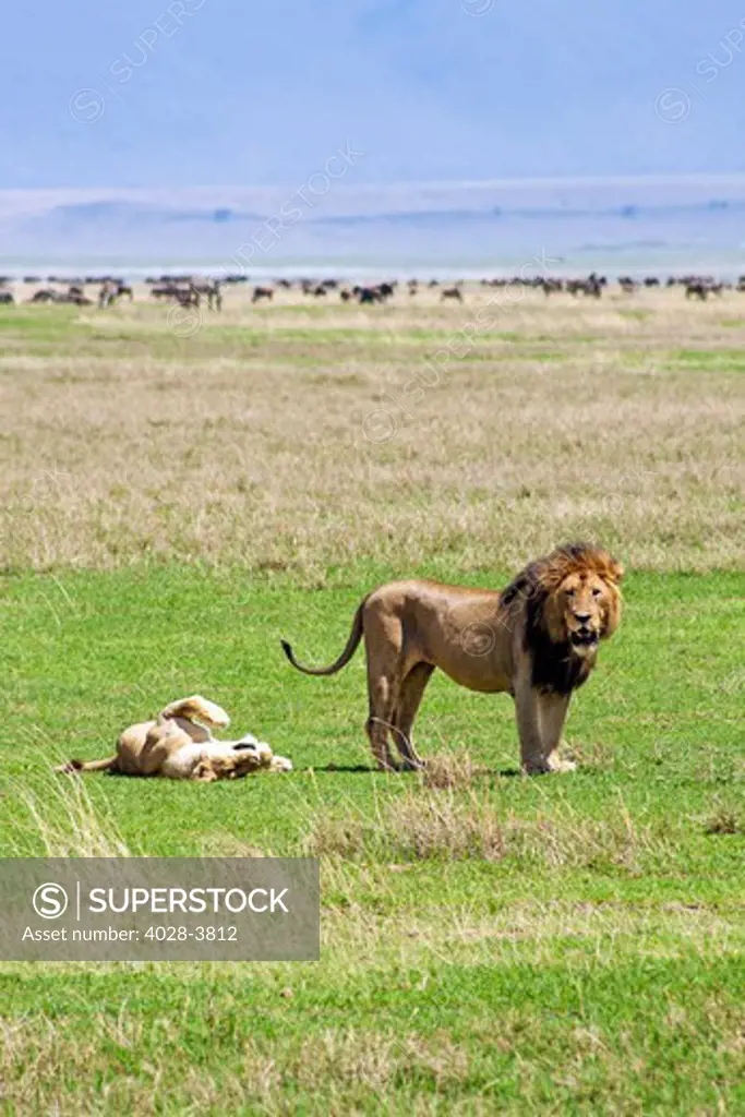 Tanzania, Ngorongoro Crater, a lioness (Panthera leo) rolls on her back as a signal to a male lion of her willingness to mate