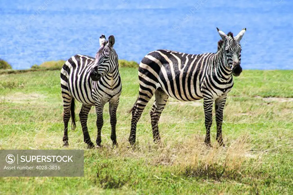 Tanzania, Ngorongoro Crater, a pair of Burchell's Zebra (Equus burchellii) Walks in front of Lake Magadi