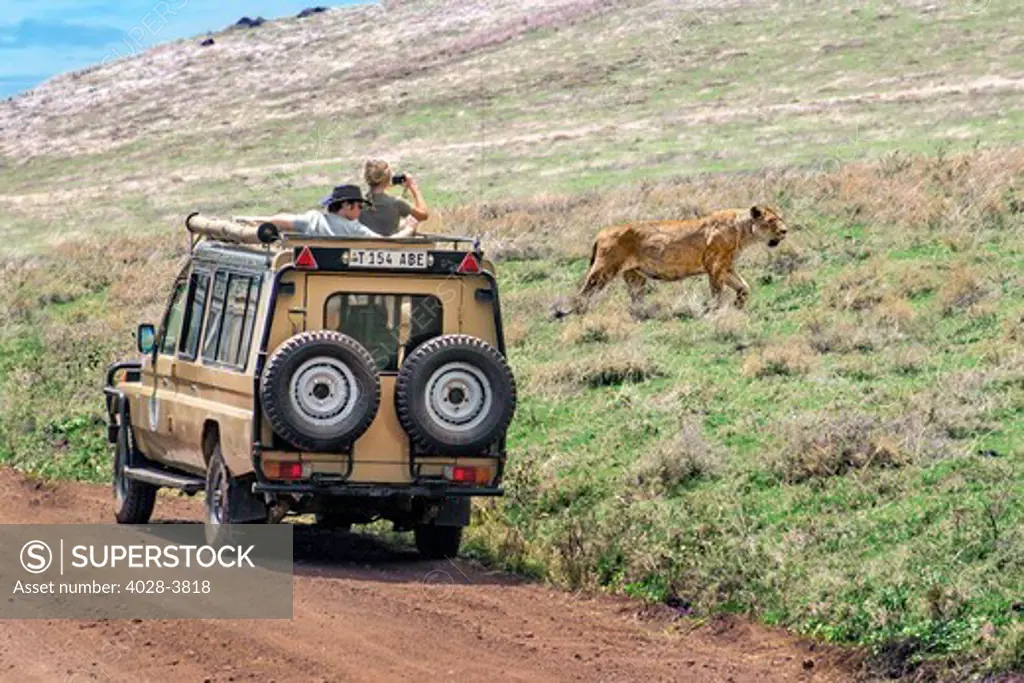 Tanzania, Ngorongoro Crater, a lioness (Panthera leo) walks near safari jeep on the open plains of the crater